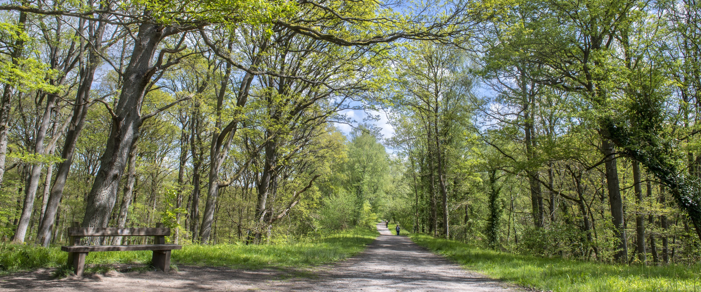 Summer DirtRun 2 - Wyre Forest carousel image 1