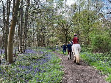 Ipswich RDA Bluebell Walk carousel image 1