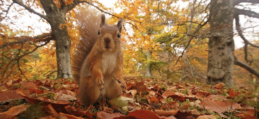 Balbirnie Badass Trail Race 2026 carousel image 1