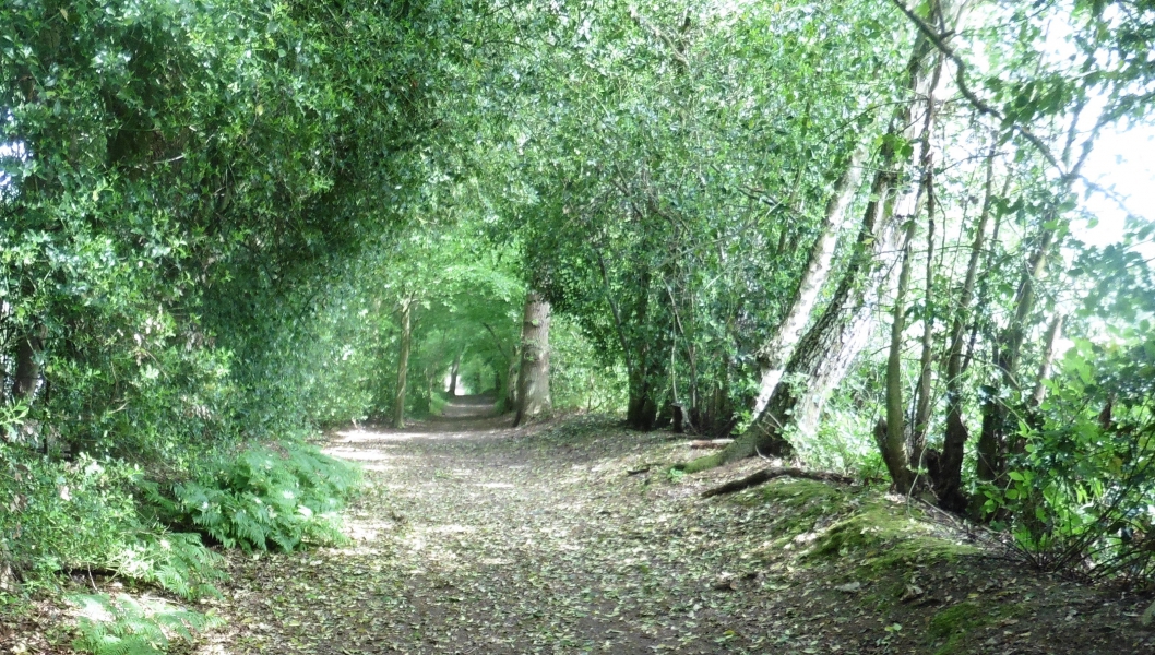 Admiral McHilly Trail / Chelmer Trail