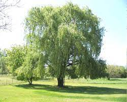 Willow Tree Wander carousel image 1