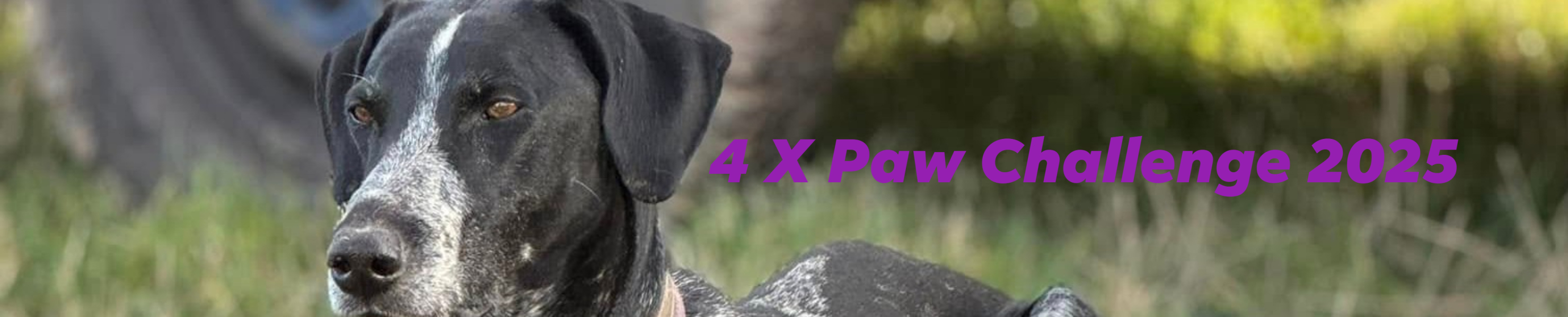 4 X Paw Challenge