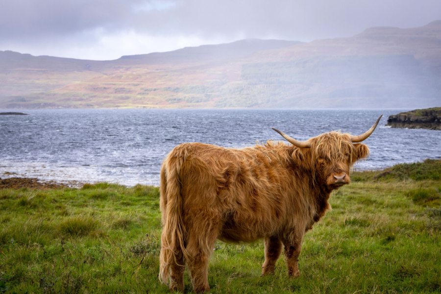 Highland Cow Charity Run carousel image 1